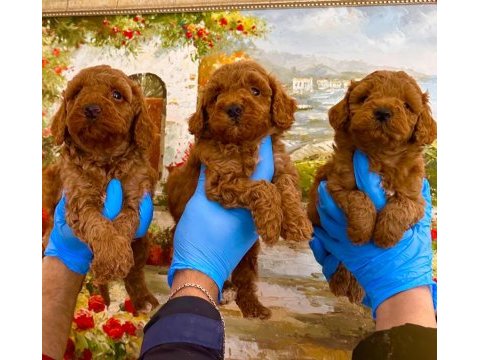 Toypoodle sevimli yavrular üretim çiftliği 
