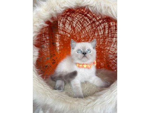 British shorthair blue point erkek iki aylık