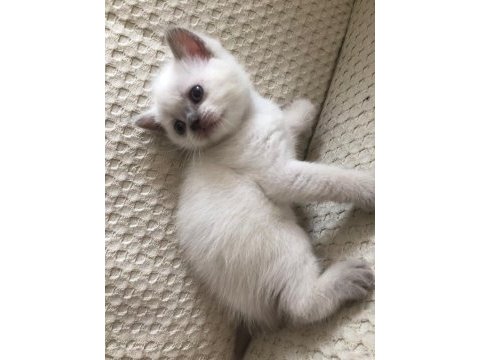Blue point beyaz british shorthair