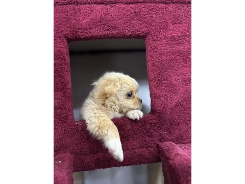 2 aylık dişi longhair chihuahua