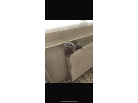 Blue point british longhair