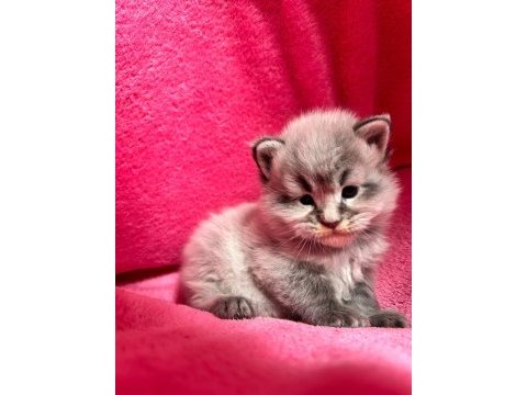 Minik maine coon devler