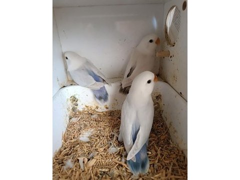 Yavru ve yetişkin sevda papağanı