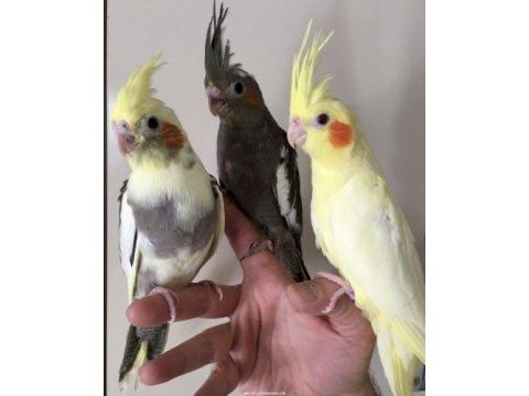 Yavru sultan papağanı aktif ilan