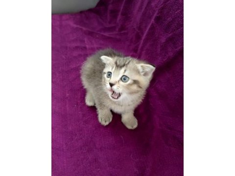 British shorthair