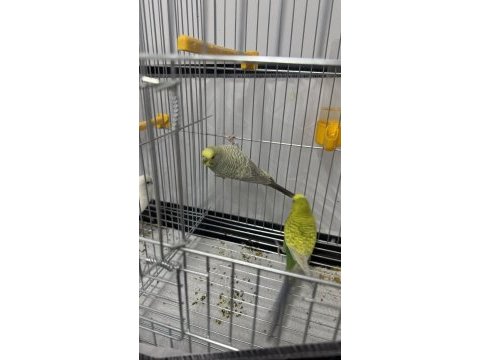 Ele alıştırmalık uyguna muhabbet kuşu