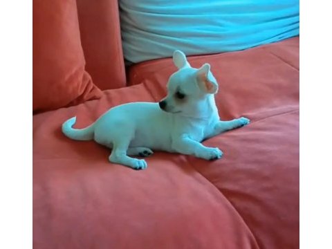Son 3 chihuahua yavrum