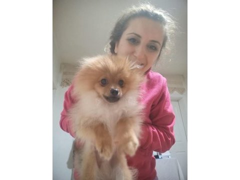 Tüm aşıları yapılı ve tuvalet eğitimli 5 aylık pomeranian