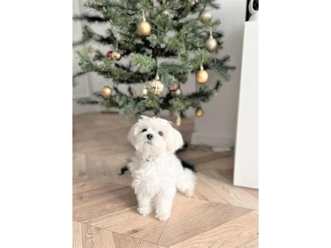 Safkan mini bembeyaz kartanesi maltese bebekler