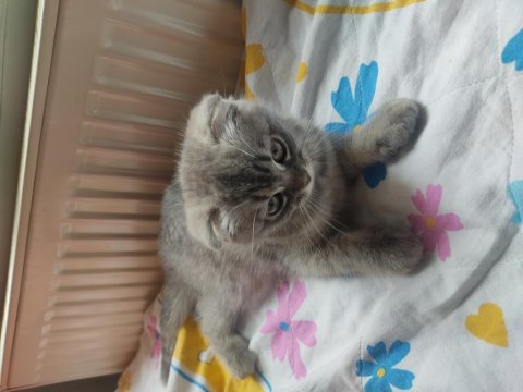 Sakin uysal ve sevecen scottish fold safkan