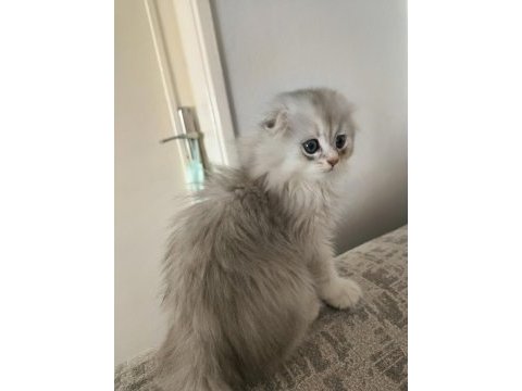 Safkan erkek kedimiz