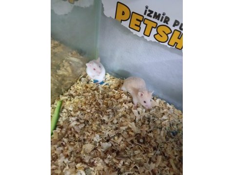 Oyuncu hamster yavruları