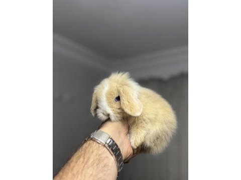 Veteriner hekimden hollanda lop mini lop ve cüce tavsan