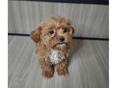 4 aylık dişi maltipoo