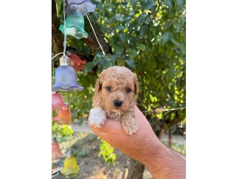 Maltipoo babyface yavrularımız