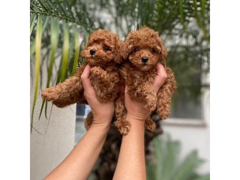 Toy poodle yavrularımız