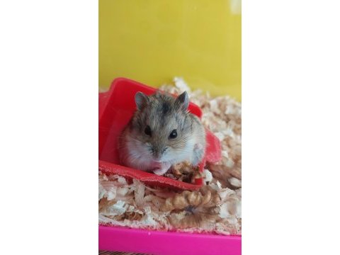 Son yavru gonzales hamster