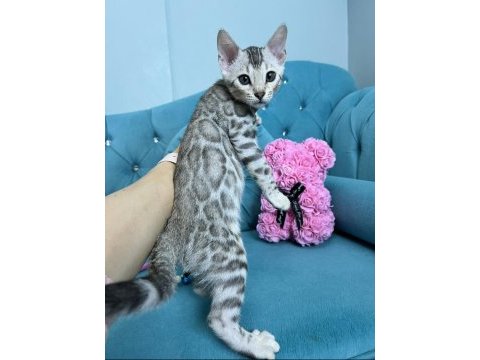 Faturalı silver bengal yavruları