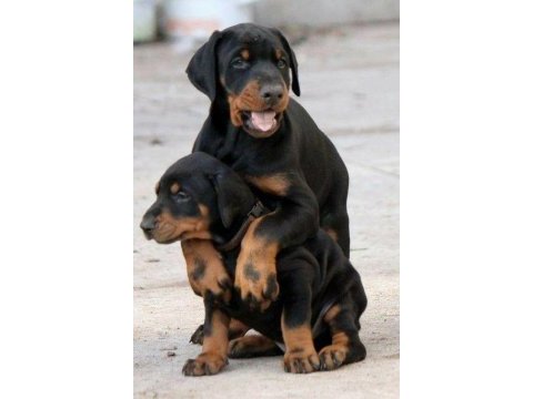 Güç hız ve asalet dobermanlar