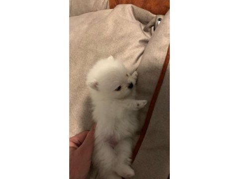 Sevimli pomeranian kızım süper kalite