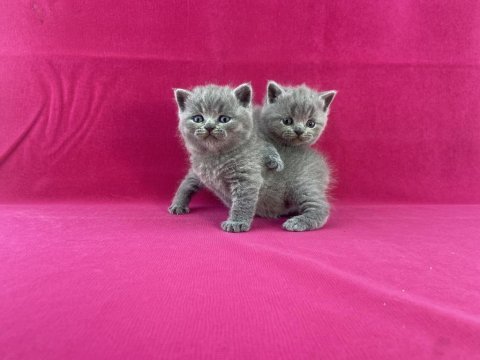 Safkan british shorthair yavrularımız