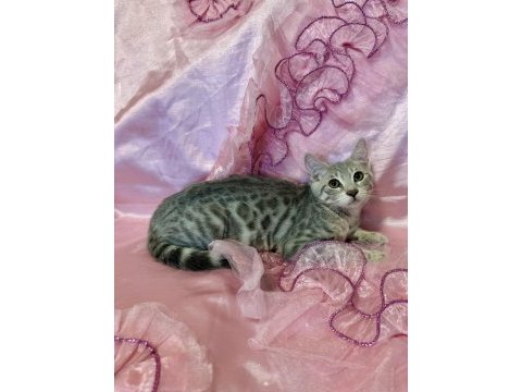 Silver bengal kedisi yavrular