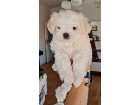 Şecereli kore kan maltese yavrular