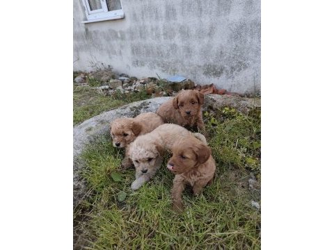 Kilo ve boy garantili maltipoo yavrular istanbul