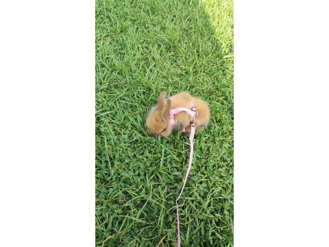 Hollanda lop tavşanı