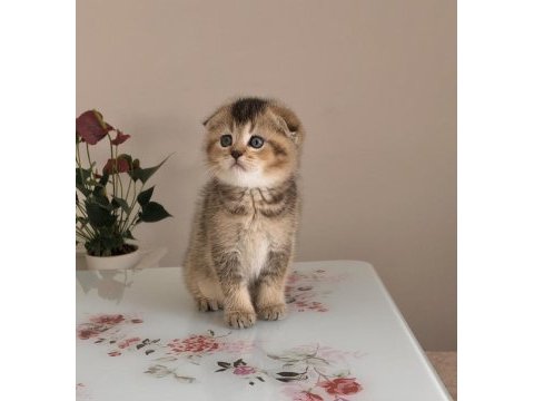 Prens ve prenses kediler yeni evlerini arıyor
