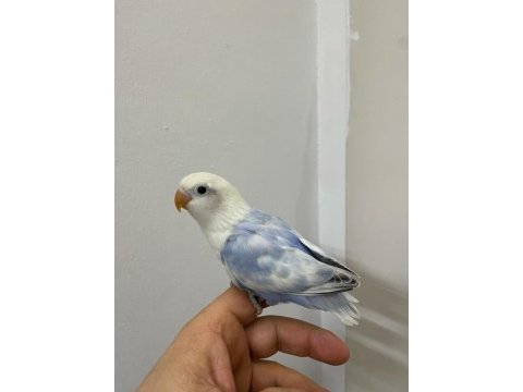 El besleme mutasyon cennet papağanı yeme düşmek üzere