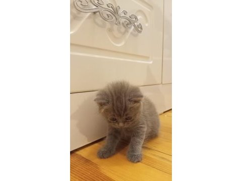 3 aylık british shorthair yavru kedimiz
