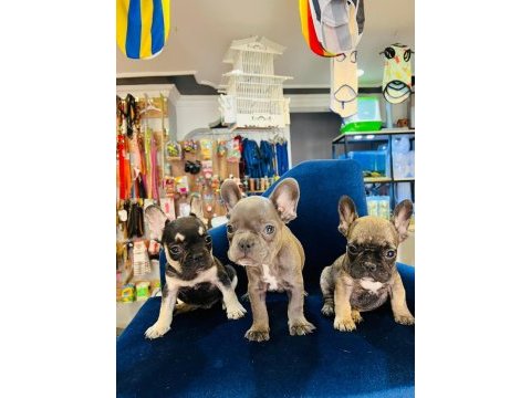 3 adet bulldog yavru