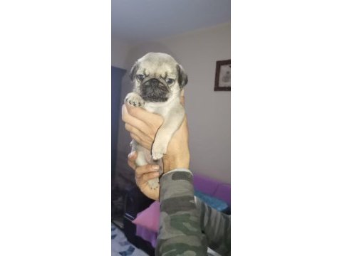 Pug köpeğimiz için ararsanız sevinirim
