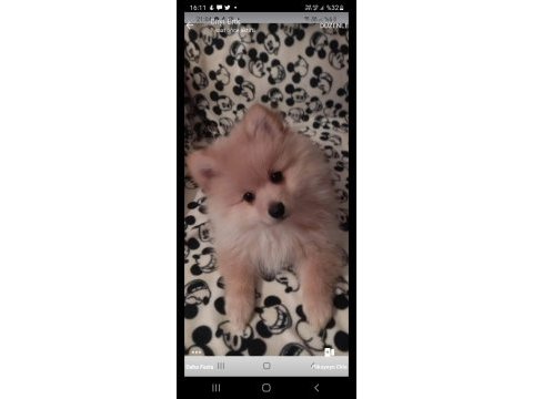 4 aylık pomeranian spitz
