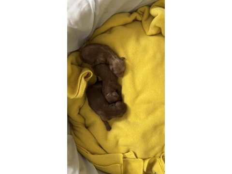 Yavru a kalite 2 dişi ve 1 erkek yavru poodle
