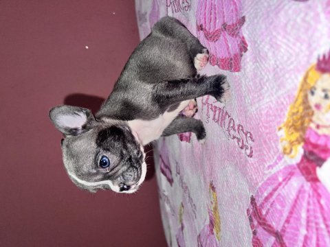 Fransız bulldog bebeklerım