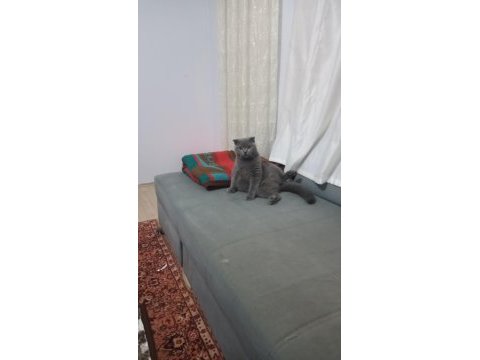 British shorthair 7 aylık
