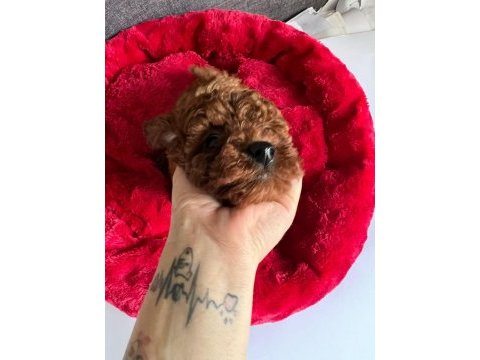 Evimizden toy poodle bebeklerimiz