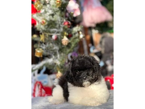 Party color toy poodle