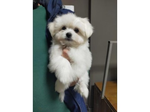 Maltese 3 aylık