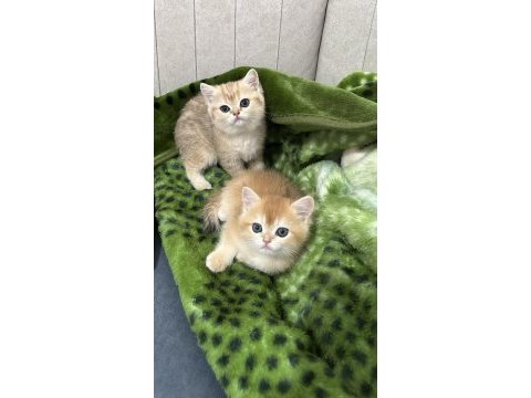 British shorthair ny12 golden