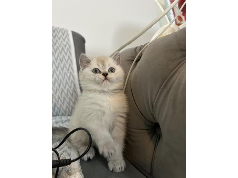 British shorthair yavru