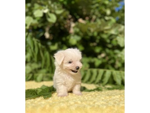Kar beyaz maltese terrier yavrular