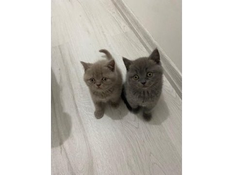 A kalite son 2 yavru british shorthair