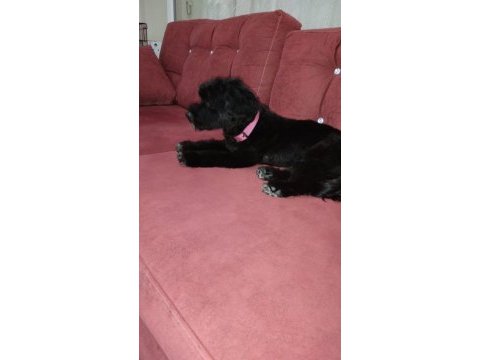 Babası 1.8 kg kore anne malta terrier yavrular