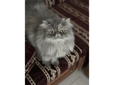 Güzel persian kızım