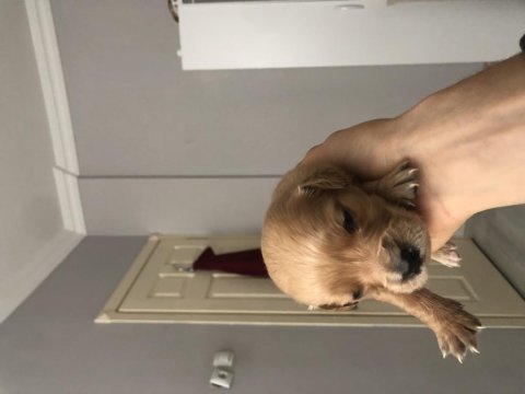 Golden retriever babyface