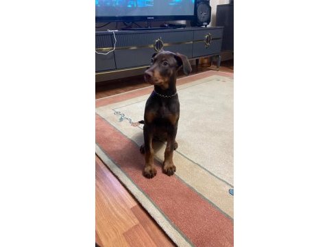 4.5 aylık dünya tatlısı saf kan doberman kızım hera