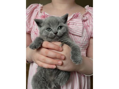 British shorthair yavruları 